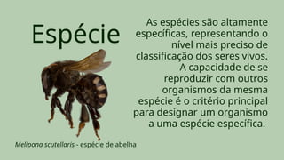 As espécies são altamente
específicas, representando o
nível mais preciso de
classificação dos seres vivos.
A capacidade de se
reproduzir com outros
organismos da mesma
espécie é o critério principal
para designar um organismo
a uma espécie específica.
Espécie
Melipona scutellaris - espécie de abelha
 