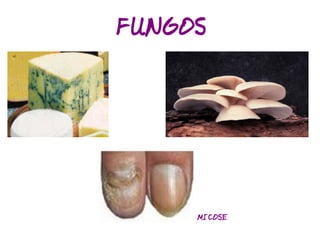 Classificação dos Seres Vivos