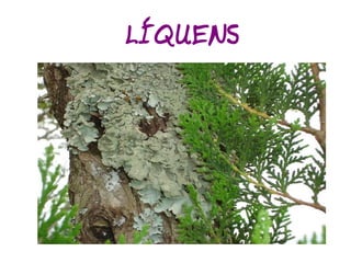 Classificação dos Seres Vivos