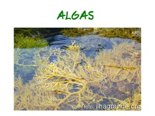 Classificação dos Seres Vivos