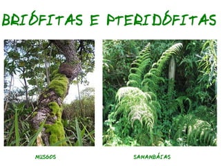 Classificação dos Seres Vivos