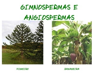 Classificação dos Seres Vivos