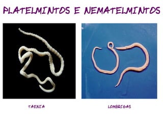 Classificação dos Seres Vivos