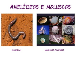 Classificação dos Seres Vivos