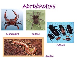 Classificação dos Seres Vivos