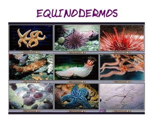 Classificação dos Seres Vivos