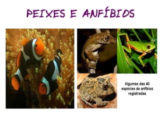 Classificação dos Seres Vivos