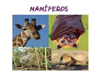 Classificação dos Seres Vivos