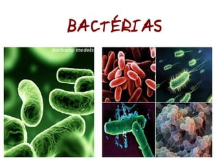 Classificação dos Seres Vivos