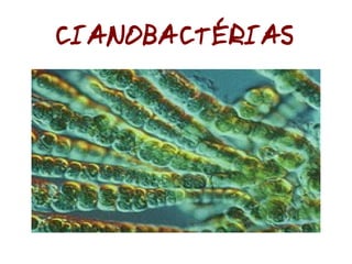 Classificação dos Seres Vivos