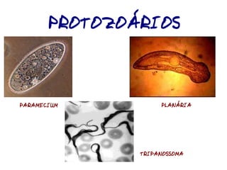 Classificação dos Seres Vivos