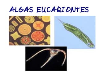 Classificação dos Seres Vivos