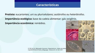 Protista: eucariontes; uni ou pluricelulares; autótrofos ou heterótrofos.
Importância ecológica: base da cadeia alimentar; gás oxigênio.
Importância econômica: remédios.
CC BY-SA 3.0. Wikimedia Commons. Disponível em: <https://pt.wikipedia.
org/wiki/Ficheiro:Protist_collage.jpg>. Acesso em: 22 mar. 2021.
Características
 
