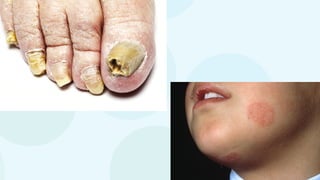 classificaçãoseresvivos.pptxbiologiappt