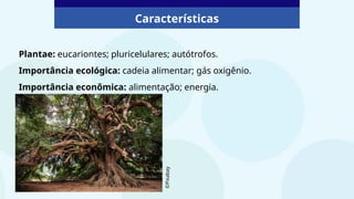 Plantae: eucariontes; pluricelulares; autótrofos.
Importância ecológica: cadeia alimentar; gás oxigênio.
Importância econômica: alimentação; energia.
Características
©Pixabay
 