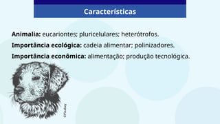 Animalia: eucariontes; pluricelulares; heterótrofos.
Importância ecológica: cadeia alimentar; polinizadores.
Importância econômica: alimentação; produção tecnológica.
Características
©Pixabay
 