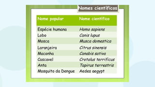 classificaçãoseresvivos.pptxbiologiappt