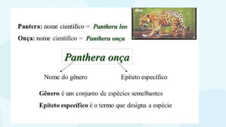 classificaçãoseresvivos.pptxbiologiappt
