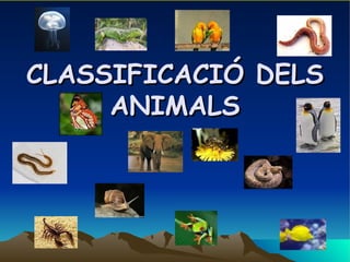 CLASSIFICACIÓ DELS
     ANIMALS
 