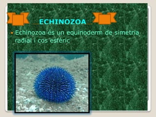  Echinozoa és un equinoderm de simetria
radial i cos esfèric.
ECHINOZOA
 