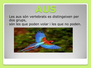 AUS
 Les aus són vertebrats es distingeixen per
dos grups,
 són les que poden volar i les que no poden.
 
