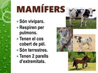 MAMÍFERS
 Són vivípars.
 Respiren per
pulmons.
 Tenen el cos
cobert de pèl.
 Són terrestres.
 Tenen 2 parells
d’extremitats.
 