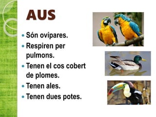 AUS
 Són ovípares.
 Respiren per
pulmons.
 Tenen el cos cobert
de plomes.
 Tenen ales.
 Tenen dues potes.
 