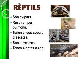 RÈPTILS
 Són ovípars.
 Respiren per
pulmons.
 Tenen el cos cobert
d’escates.
 Són terrestres.
 Tenen 4 potes o cap.
 