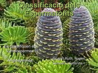 Classificació dels Espermatòfits Es classifiquen en Gimnospermes I Angiospermes GrupVI:Ruth, Nagim, Samuel, i  Caterina 
