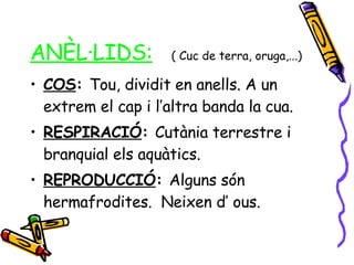 ANÈL·LIDS:   ( Cuc de terra, oruga,...) COS :  Tou, dividit en anells. A un extrem el cap i l’altra banda la cua. RESPIRACIÓ :  Cutània terrestre i branquial els aquàtics. REPRODUCCIÓ :  Alguns són hermafrodites.  Neixen d’ ous. 