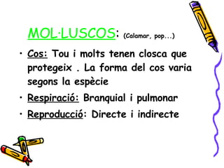 MOL·LUSCOS :  (Calamar, pop...) Cos:  Tou i molts tenen closca que protegeix . La forma del cos varia segons la espècie Respiració:  Branquial i pulmonar Reproducció : Directe i indirecte 