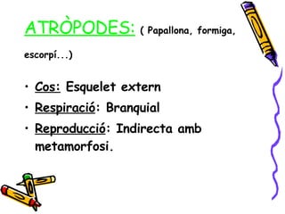 ATRÒPODES:   ( Papallona, formiga, escorpí...)   Cos:  Esquelet extern  Respiració : Branquial Reproducció : Indirecta amb metamorfosi. 
