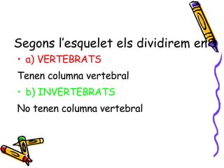 Segons l’esquelet els dividirem en: a) VERTEBRATS Tenen columna vertebral b) INVERTEBRATS No tenen columna vertebral 