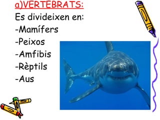 a)VERTEBRATS:   Es divideixen en:   -Mamífers -Peixos -Amfibis -Rèptils -Aus 