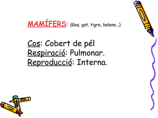 MAMÍFERS :  (Gos, gat, tigre, balena...) Cos : Cobert de pél Respiració : Pulmonar. Reproducció : Interna. 
