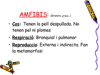 AMFIBIS :  (Granota , gripau...) Cos :  Tenen la pell despullada. No tenen pel ni plomes Respiració : Branquial i pulmonar Reproduccio : Externa i indirecta. Fan la metamorfosi 