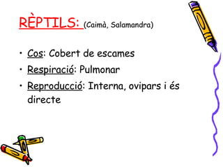 RÈPTILS:  (Caimà, Salamandra) Cos : Cobert de escames Respiració : Pulmonar Reproducció : Interna, ovipars i és directe 