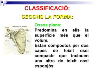 SEGONS LA FORMA: CLASSIFICACIÓ: Ossos plans:  Predomina en ells la superfície més que el volum.  Estan compostos per dos capes de teixit ossi compacte que inclouen una altra de teixit ossi esponjós. 