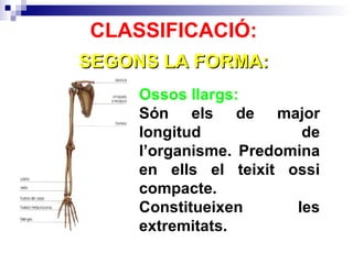 CLASSIFICACIÓ: SEGONS LA FORMA: Ossos llargs: Són els de major longitud de l’organisme. Predomina en ells el teixit ossi compacte. Constitueixen les extremitats. 
