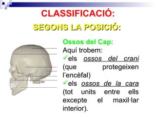 CLASSIFICACIÓ: Ossos del Cap: Aquí trobem: els  ossos del crani  (que protegeixen l’encèfal) els  ossos de la cara  (tot units entre ells excepte el maxil·lar interior). SEGONS LA POSICIÓ: 
