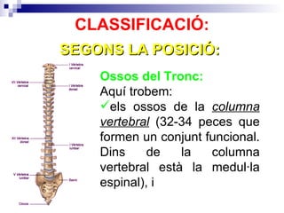 Classificació Ossos Ppt