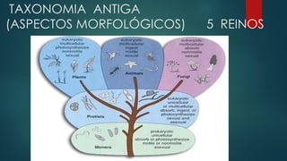 TAXONOMIA ANTIGA
(ASPECTOS MORFOLÓGICOS) 5 REINOS
 