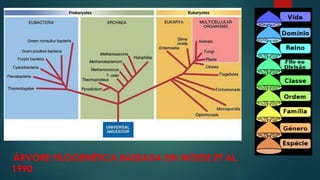 ÁRVORE FILOGENÉTICA BASEADA EM WOESE ET AL.
1990
 