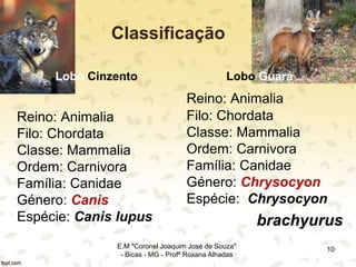 Classificação
Lobo Cinzento
Reino: Animalia
Filo: Chordata
Classe: Mammalia
Ordem: Carnivora
Família: Canidae
Género: Canis
Espécie: Canis lupus
Lobo Guará
Reino: Animalia
Filo: Chordata
Classe: Mammalia
Ordem: Carnivora
Família: Canidae
Género: Chrysocyon
Espécie: Chrysocyon
brachyurus
10E.M "Coronel Joaquim José de Souza"
- Bicas - MG - Profª Roxana Alhadas
 