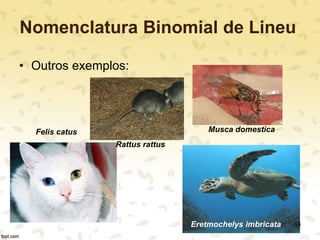 Nomenclatura Binomial de Lineu
• Outros exemplos:
Felis catus
Eretmochelys imbricata
Musca domestica
Rattus rattus
13
 