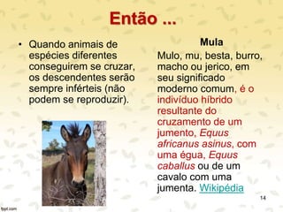 Então ...
• Quando animais de
espécies diferentes
conseguirem se cruzar,
os descendentes serão
sempre inférteis (não
podem se reproduzir).
Mula
Mulo, mu, besta, burro,
macho ou jerico, em
seu significado
moderno comum, é o
indivíduo híbrido
resultante do
cruzamento de um
jumento, Equus
africanus asinus, com
uma égua, Equus
caballus ou de um
cavalo com uma
jumenta. Wikipédia
14
 