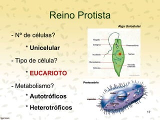 Reino Protista
- Nº de células?
* Unicelular
- Tipo de célula?
* EUCARIOTO
- Metabolismo?
* Autotróficos
* Heterotróficos
Alga Unicelular
17
 