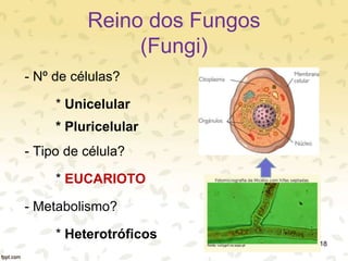 Reino dos Fungos
(Fungi)
- Nº de células?
* Unicelular
* Pluricelular
- Tipo de célula?
* EUCARIOTO
- Metabolismo?
* Heterotróficos
18
 