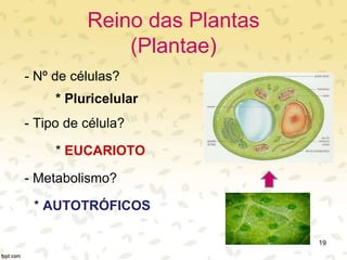 Reino das Plantas
(Plantae)
- Nº de células?
* Pluricelular
- Tipo de célula?
* EUCARIOTO
- Metabolismo?
* AUTOTRÓFICOS
19
 