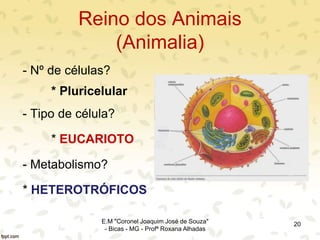 Reino dos Animais
(Animalia)
- Nº de células?
* Pluricelular
- Tipo de célula?
* EUCARIOTO
- Metabolismo?
* HETEROTRÓFICOS
20E.M "Coronel Joaquim José de Souza"
- Bicas - MG - Profª Roxana Alhadas
 
